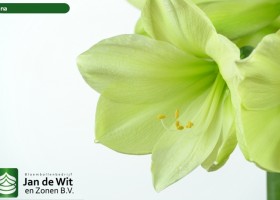 hippeastrum Luna ® (3)